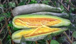 钦州网红吃瓜,揭秘当地美食背后的故事